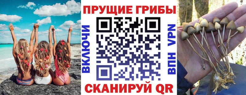 Галлюциногенные грибы Psilocybine cubensis Новодвинск